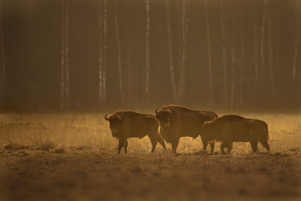 Romanian bison